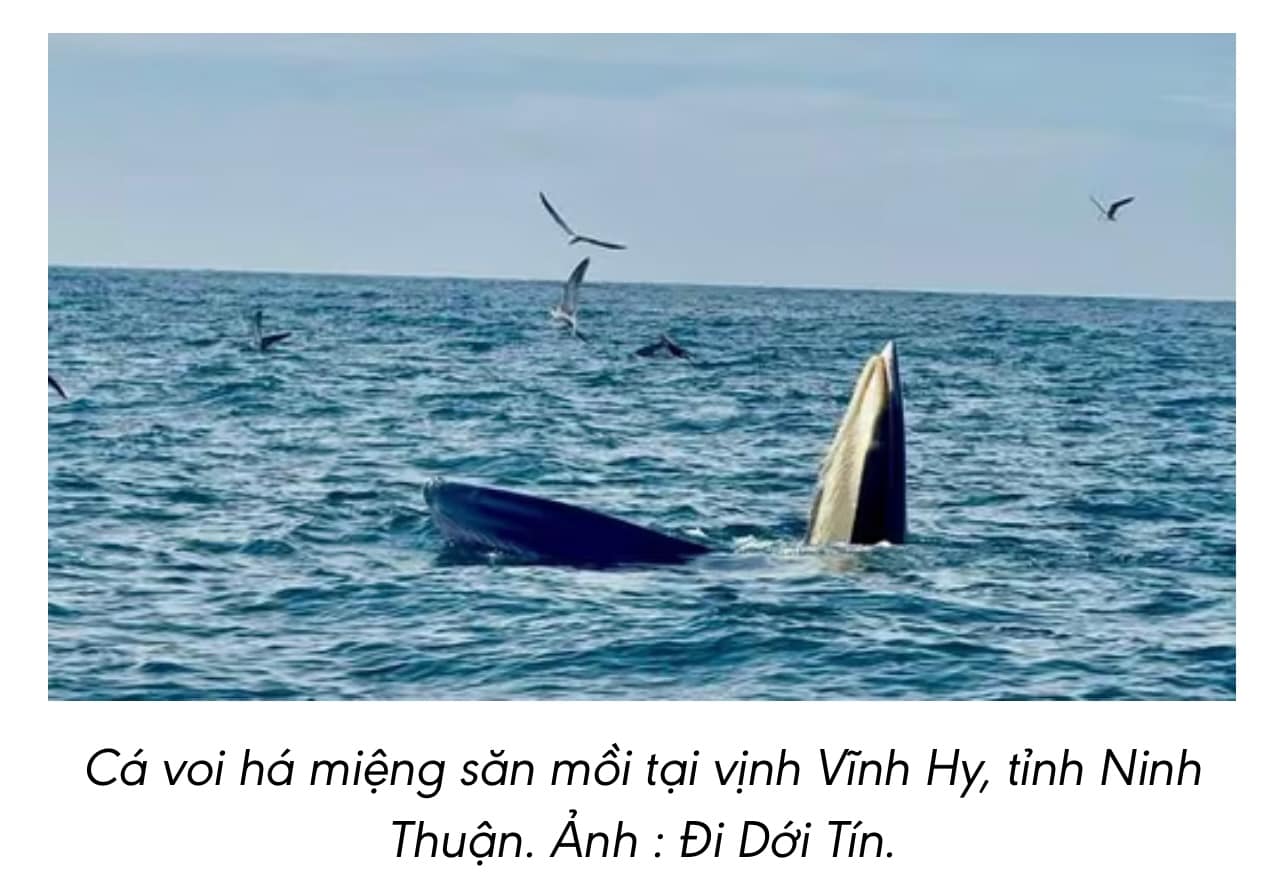 Du khách kinh ngạc khi chứng kiến cá voi săn mồi tại vùng biển Vĩnh Hy
