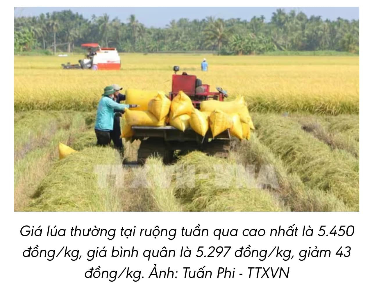 📉 Thị trường nông sản: Giá lúa, gạo giảm chung ở ĐBSCL