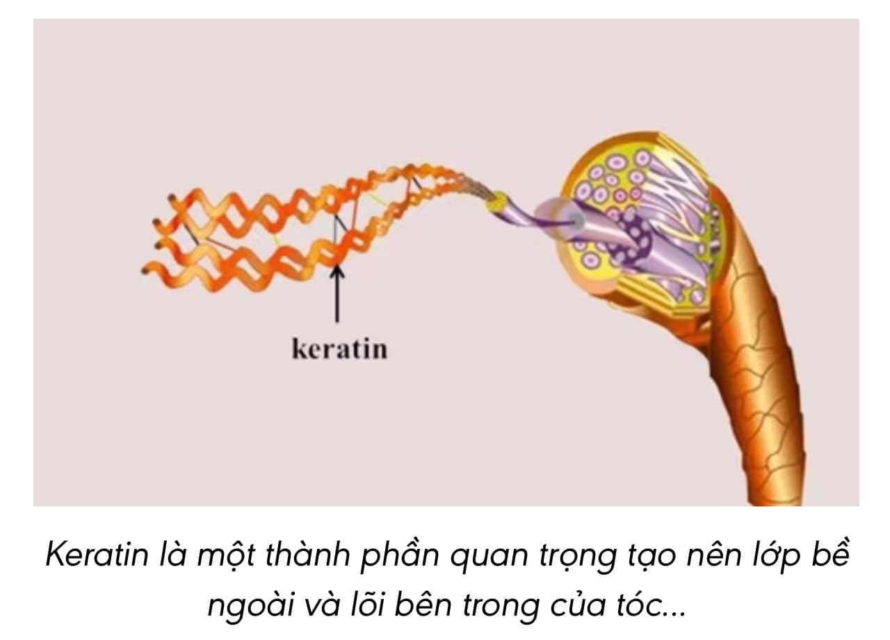 💡 Keratin – “Tấm khiên” vàng giúp tóc chắc khỏe, bóng mượt