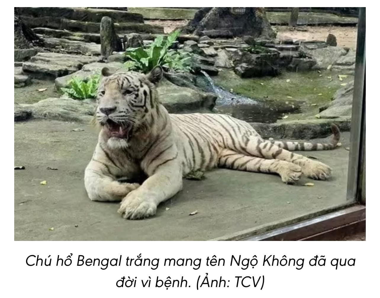 🐯 Hổ trắng “Ngộ Không” tại Thảo Cầm Viên Sài Gòn qua đời, để lại niềm tiếc thương sâu sắc
