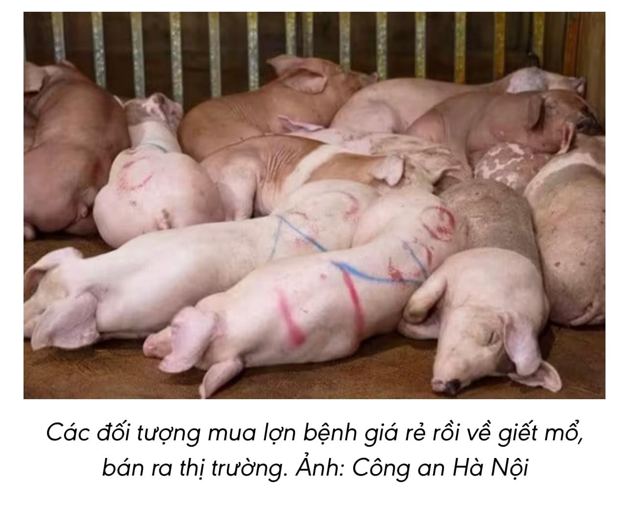 🐷 Ăn phải thịt lợn nhiễm dịch tả châu Phi nguy hiểm thế nào?