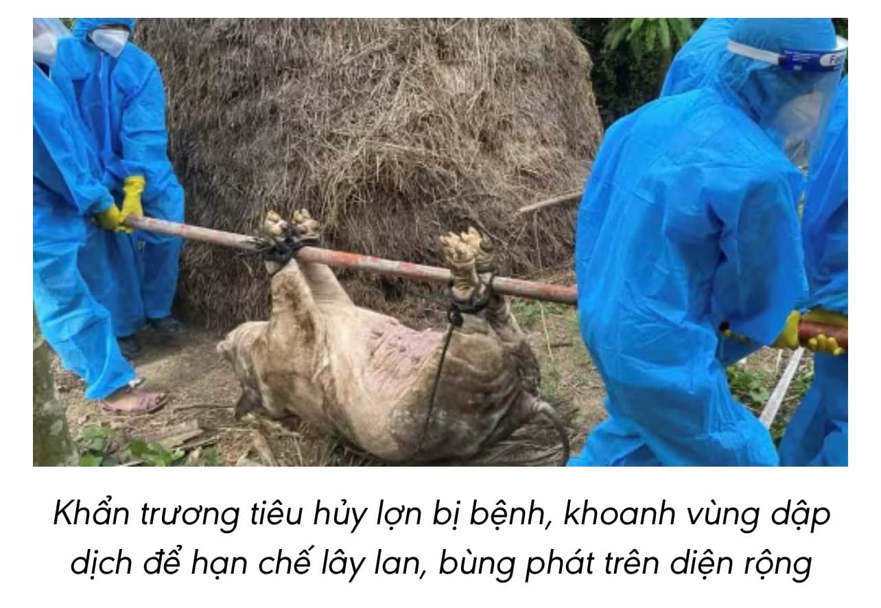 🐖 Người chăn nuôi trắng tay vì dịch tả lợn châu Phi bùng phát tại Quảng Ngãi